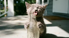 10 mituri despre pisici în care ar trebui să încetăm să mai credem